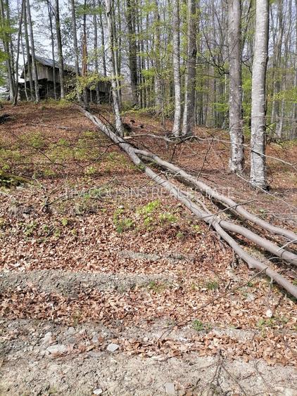 Vanzare teren exceptional, Valea Doftanei, Florei-Secaria, 22000mp, 250 000 euro - 4