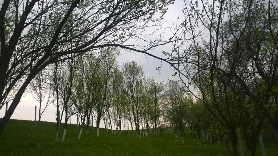 Vand teren intravilan sat Nicula, jud Cluj - 4