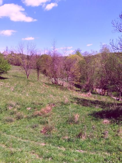 Teren de vis la munte – 7.795 mp – construibil – pârâu, pădure, fără vecini - 4