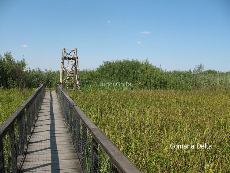 Comana intravilan, ultim lot (din 15), Delta, gaze, privat rate/credit - 8