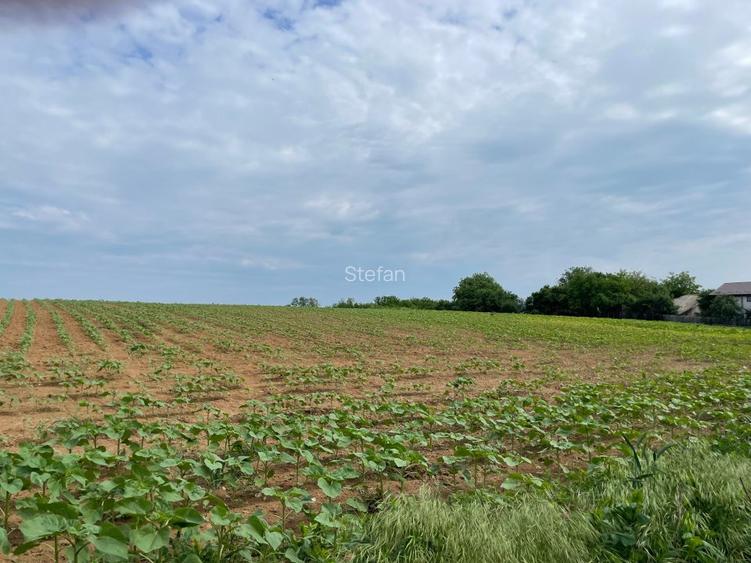 Teren Piscu intravilan,12500 mp, 15 euro mp, 30 m deschidere, toate utilitatile - 3