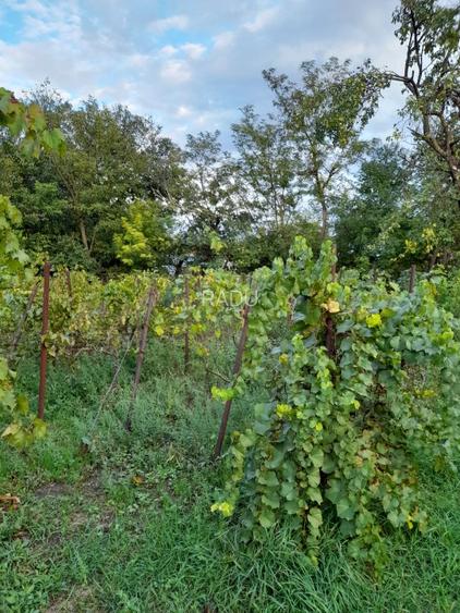 Casă locuibilă cu 1400 mp teren, vie pe rod și livadă – aproape DN3 – Ștefănești - 14