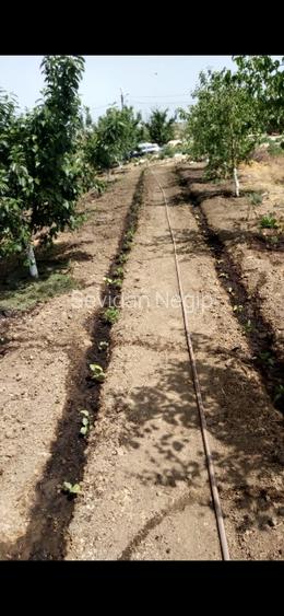 Ocazie! Teren intravilan-3417m-deschidere 54m-toate utilitatile-Poiana-Constanta - 9