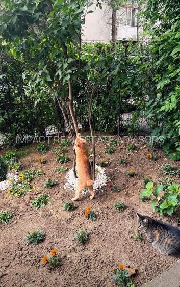 2 camere parter | pet friendly | acces gradina Floreasca - Garibaldi - Verdi - 31