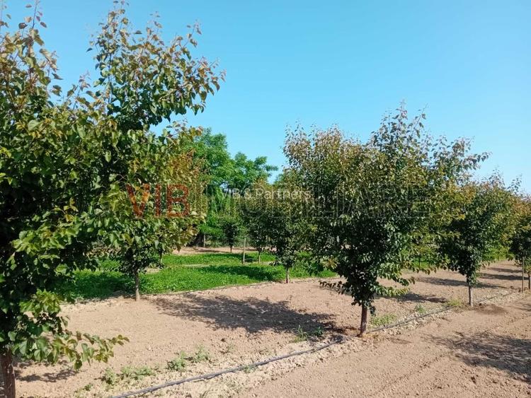 Teren intravilan 16.000 mp | Livadă mixtă | Front stradal 85 ml | Utilități comp - 8