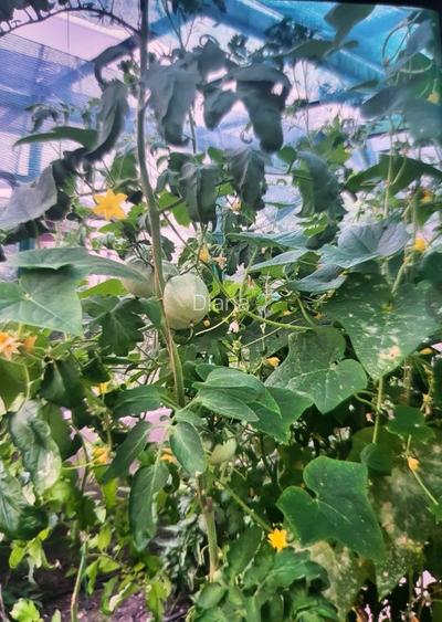 Casa pasiva, Sera, autosustenabiliitate - 2