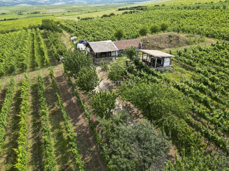 Vie Tradițională „Halta Lupilor” - 46