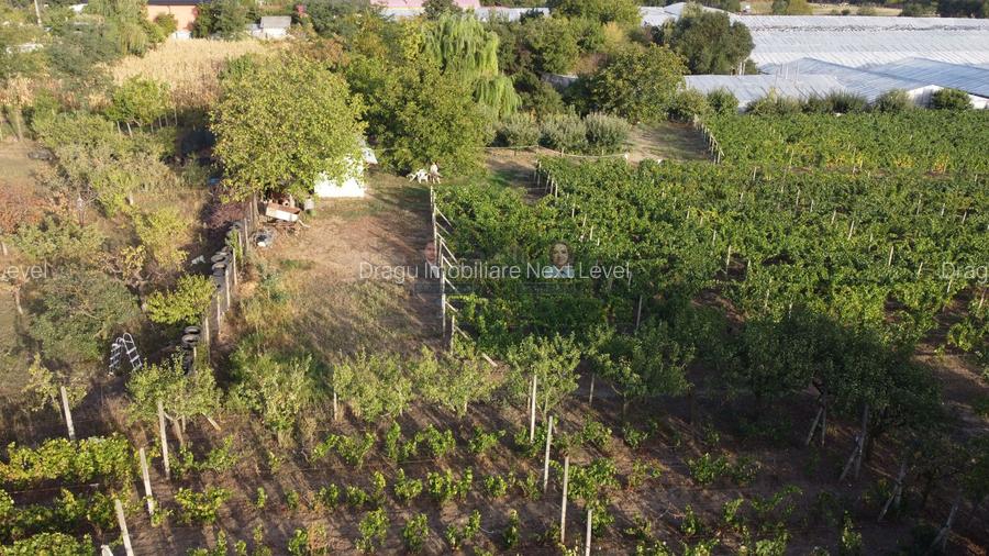 Teren intravilan Tecuci/Podgorie si Pomi Fructiferi/5000 mp - 12