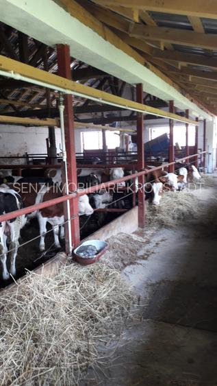 Abator complet functional cu grajduri pentru animale in Bod Colonie - 2