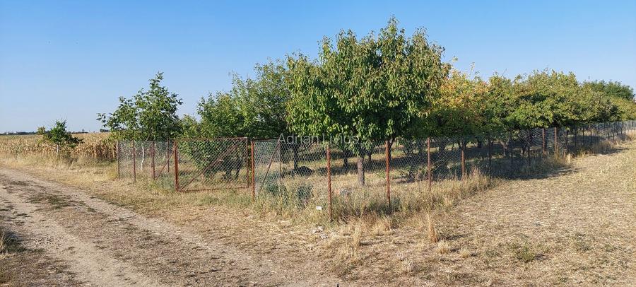 Teren intravilan in Sag jud. Timis - 8