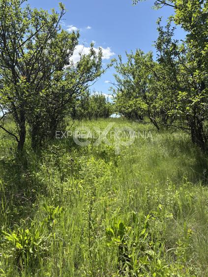 Teren 2.200 mp lângă pădure, la 11 km de Pitești – ideal pentru casă și relaxare - 7