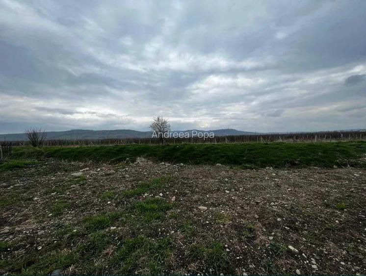 Vand 2 Terenuri  804 mp / 948 mp | PUZ aprobat Terezian | Utilități | Propietar - 4