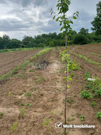 Teren extravilan cu gradina in Saliste - 3