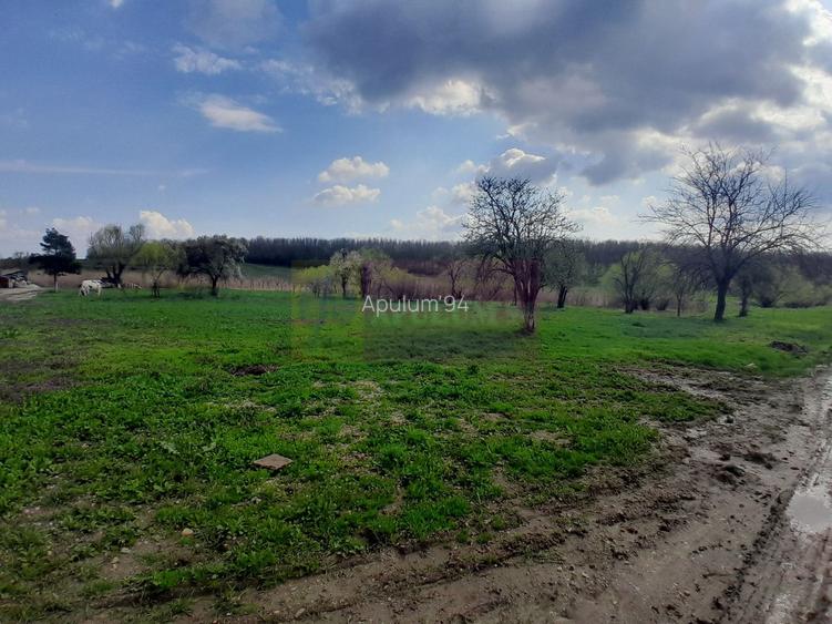 DE VANZARE TEREN 3400 MP IN SAT PODU ILFOVAT / COM BUTURUGENI (GR) - 7