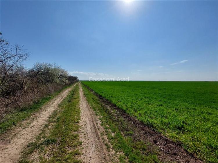 Teren arabil spre Zadareni - 4