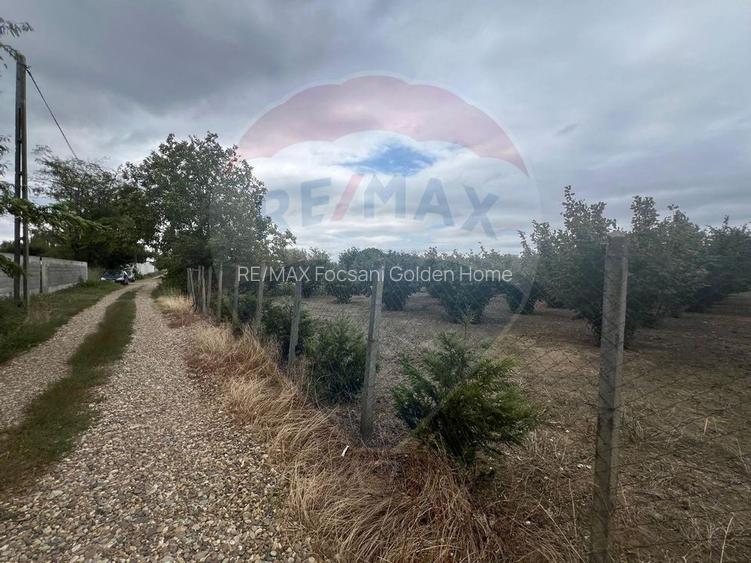 Teren 1300mp Campineanca / Intrare din Strada Hotarului - 3