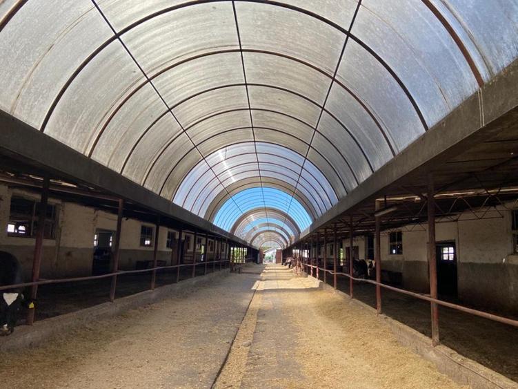 Vand ferma bovine situata in judetul Buzau