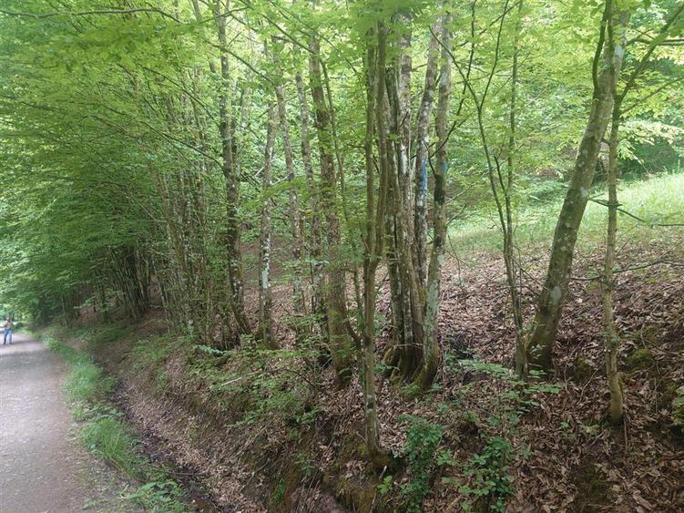 Teren in Bulzestii de Sus 3700mp