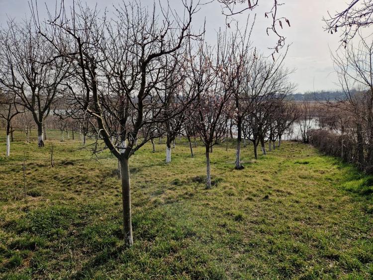 Teren - Roman -Trifesti - ieșire la lac - livada pe rod