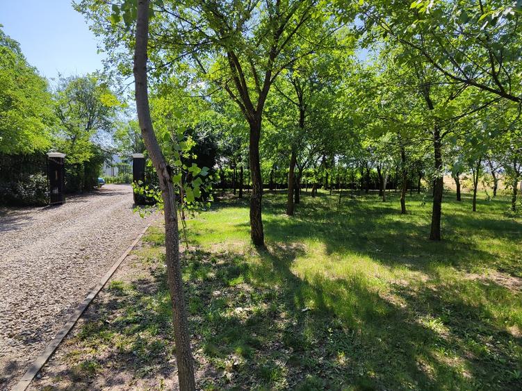 Loturi constructie intre 80-95 Euro/mp - Afumati, Strada Padurii
