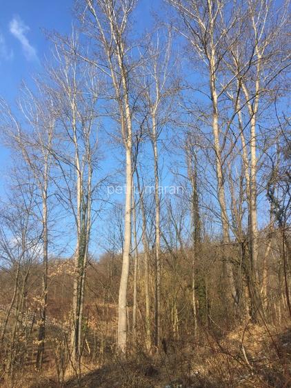 DOMENIU EXCLUSIVIST Băile Govora: 2500 mp cu Helesteu, Pârâu, Pădure, Utilități - 5