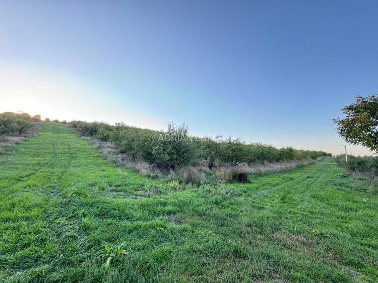 Vanzare Teren Intravilan 800 mp Visani Sf. Ilie PUZ Casa D+P+E - 4