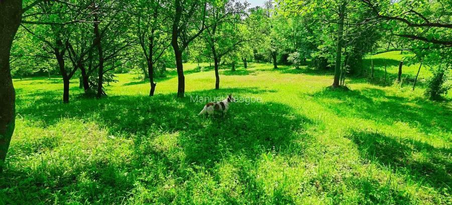 Teren intravilan Talea situat in mijlocul naturii ! - 6