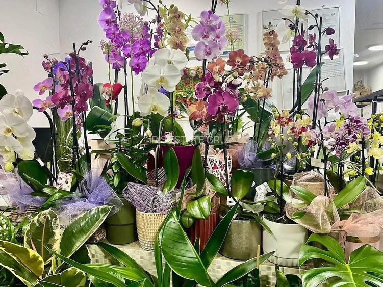 Preluare Afacere Florarie - 4
