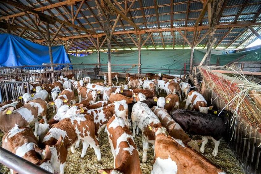 Ferma+Anexe specifice+ Constructie rezidentiala+222.000 mp domeniu - 57