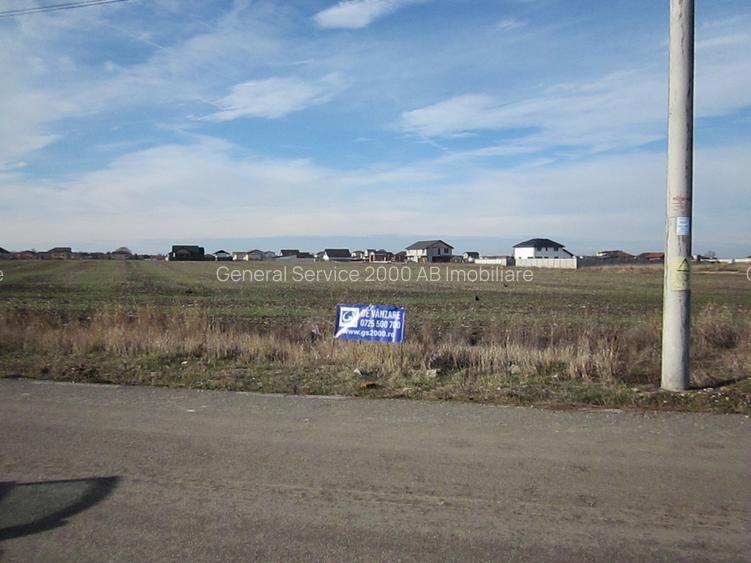 Domnesti-Narciselor - 7