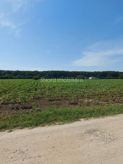 8.500 mp, cu deschidere la padure, dublă deschidere, Snagov –Ghermanesti - 6