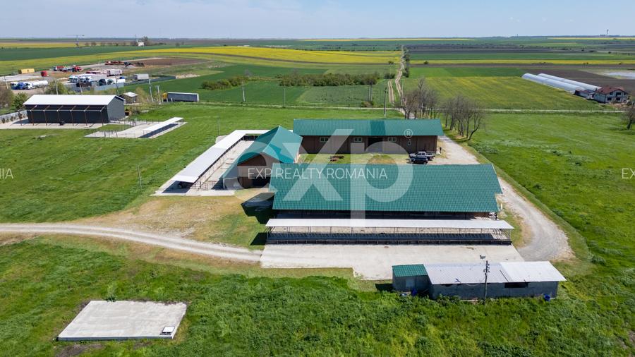 Black Angus Farm with authorized Slaughterhouse - 11