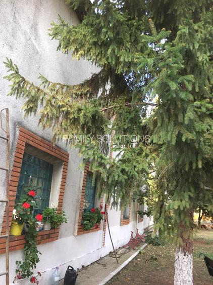 De Vânzare – Fermă de Pomi Fructiferi, 48,8 ha, Iancu Jianu, Jud. Olt - 5