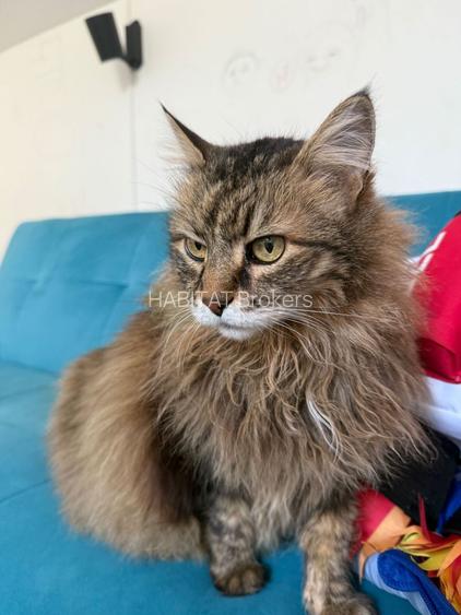 Ciolpani Padurea Snagov - zona Orangerie, Mega Image, Penny - 2