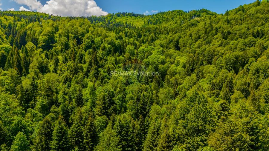 Teren extravlan 14,400mp Paraul Rece / Strada 3 brazi - 12