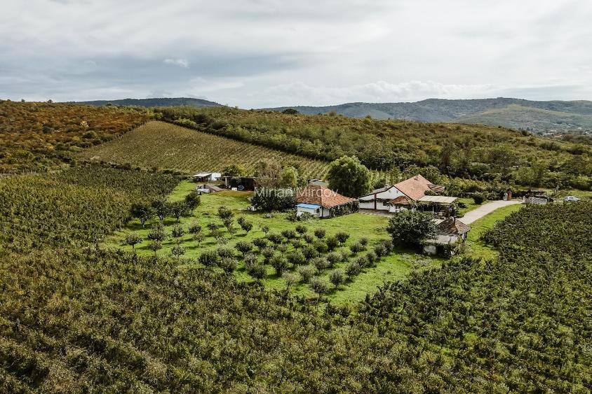 Proprietate istorică , crama +vie DOC + distilerie +loc. evenimente+ 20000 vin - 9