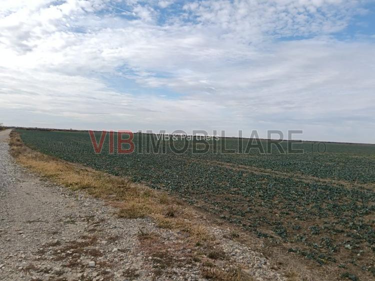 Ferma Agricolă 1.350 Hectare – Grad de Comasare 96–97%, Chișineu Criș, Județul A - 2