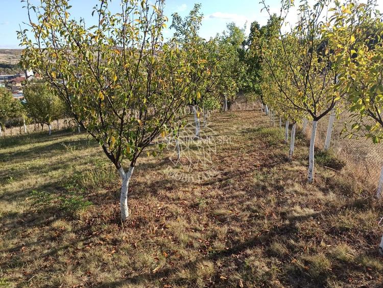 Teren intravilan 730 mp-livada-vedere panoramica-Valea Sigmirului - 7
