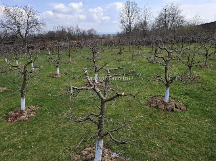 Teren Intravilan 2000 mp - Livadă de meri, Răucești 41 000 € Prețul e negociabil - 4