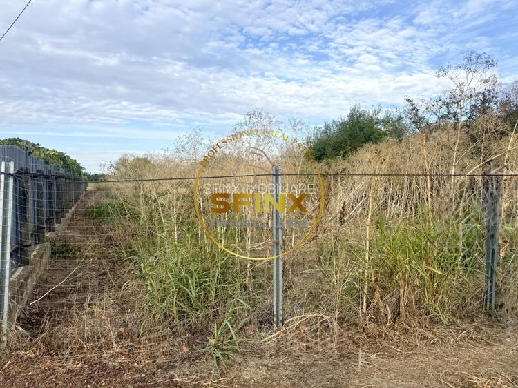 Teren 3905 mp Manasia, pozitie la drum judetean  - 3