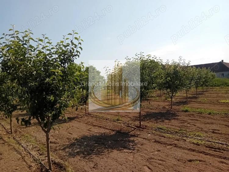 Vand/Schimb Livada Belint 16000mp - 3