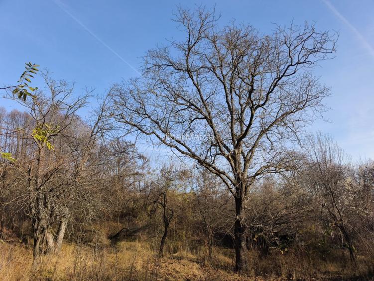 Teren intravilan Breaza 4,000mp utilitati. Panorama superba. Parcelabil - 7
