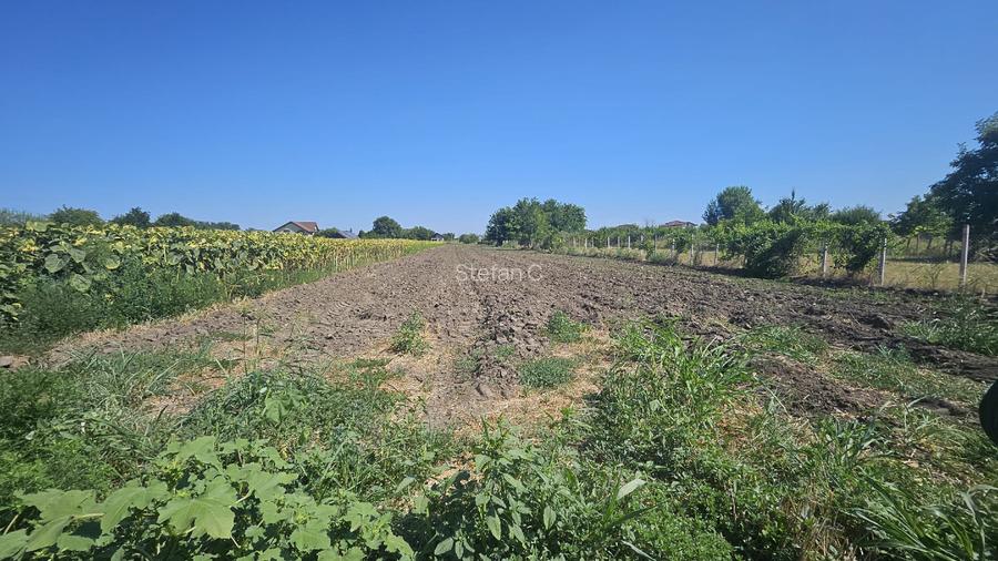 Teren intravilan 4000m2 - Cazasu, Braila - 9