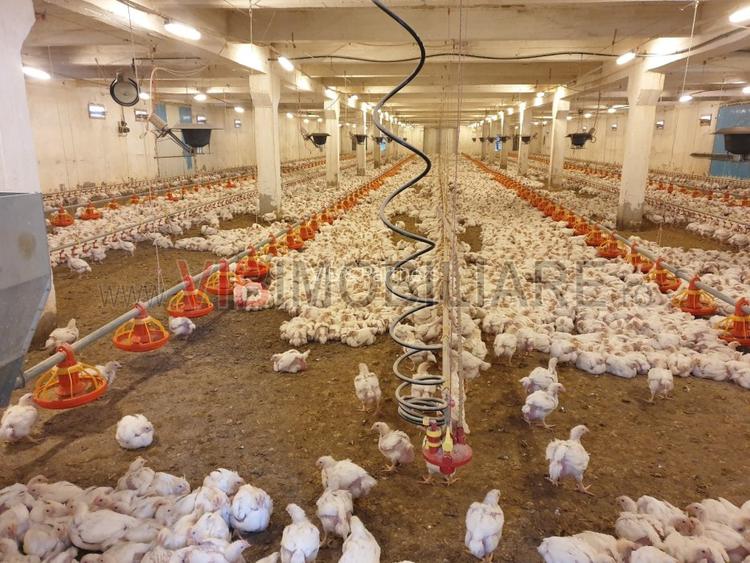 Ferma avicola populata, aparoape de Oradea - 5