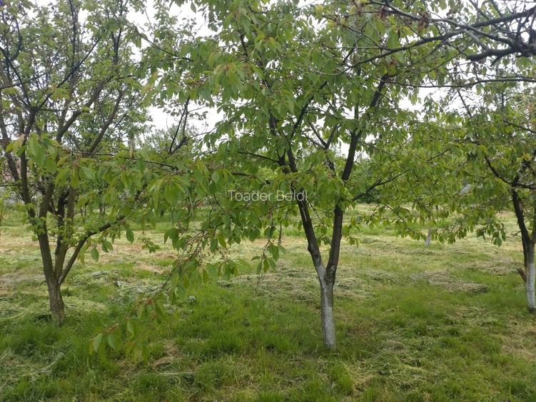 Casa de vacanta Corbii Mari cu teren generos livada si gradina - 4