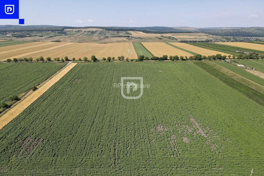 Teren - Orășeni Deal, Curtești | BOTOȘANI | 10.000mp - 6