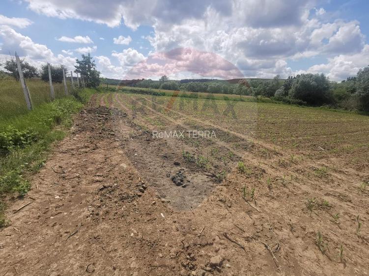 DE VÂNZARE TEREN INTRAVILAN SAU PARCELA – Șomcuta Mare (0% comision) - 6