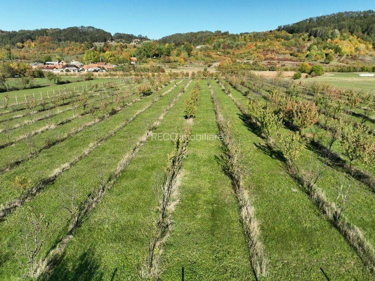 RECO, Teren cu livada de ciresi, Zona Auseu, Bihor - 9