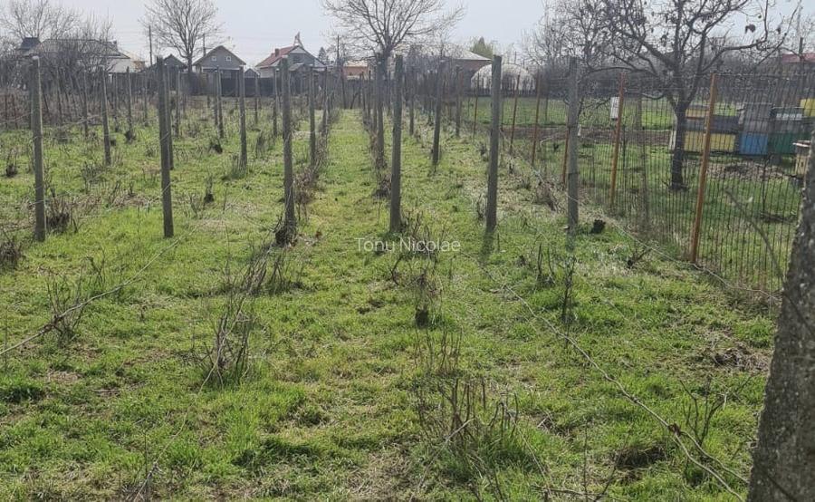Casa cu teren generos pentru extindere ,livada și vie - 8