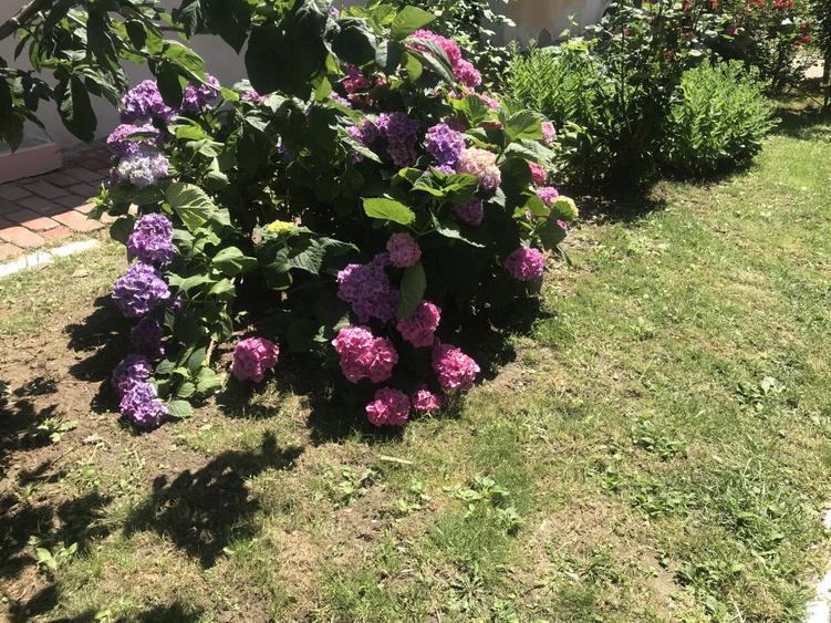 Inchiriez vila in Odobescu 800 euro